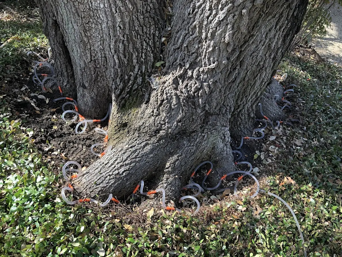 Detailed Tree Cabling and Bracing job site in Coal Creek