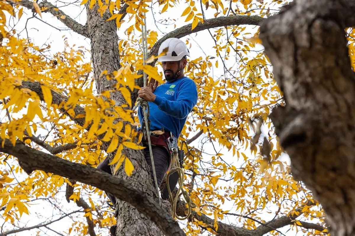 Skilled Tree Pruning crew working in Coal Creek
