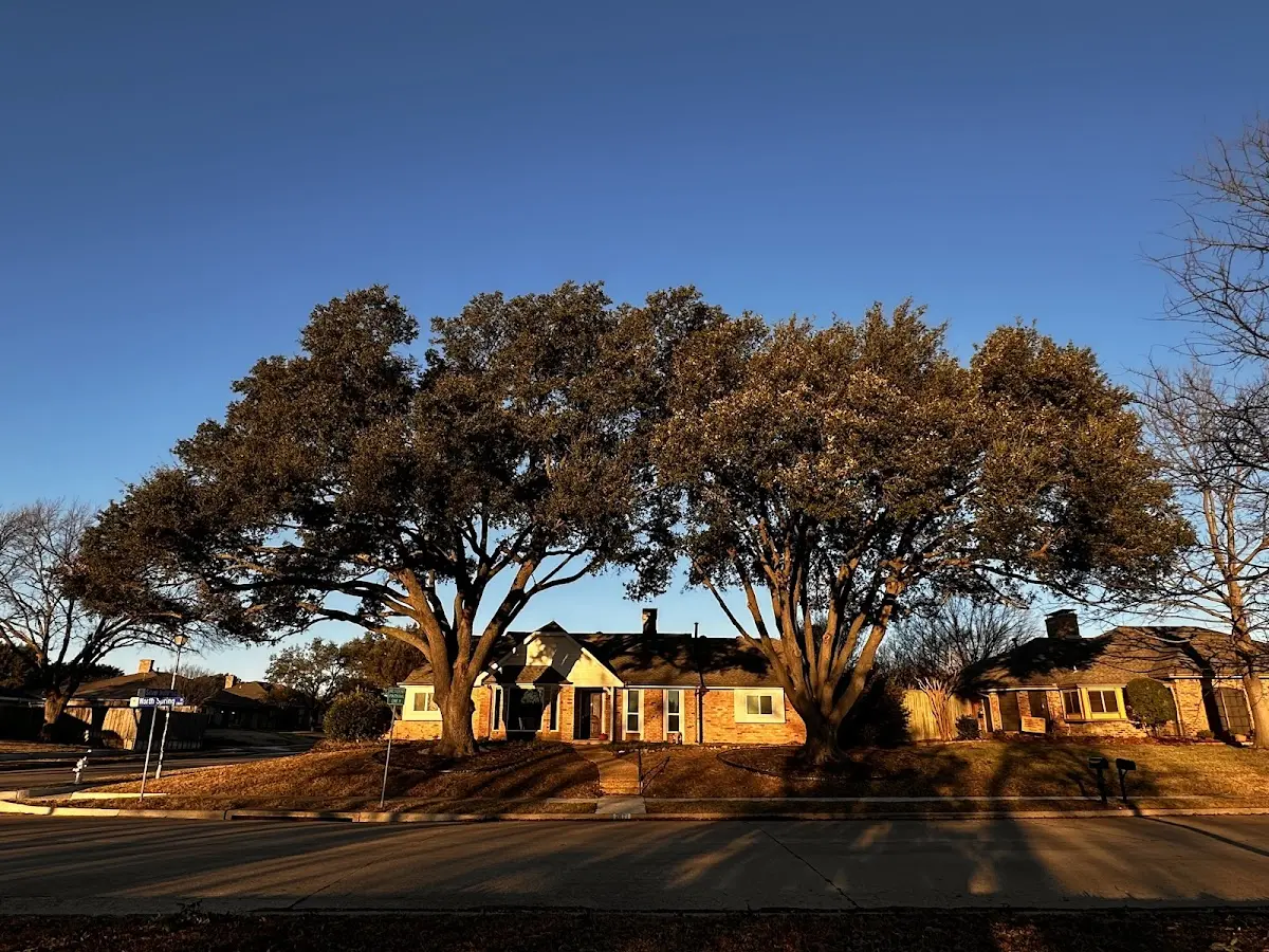 Established residential canopy tree shading a home in Coal Creek